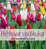 Hehkuvat sipulikukat