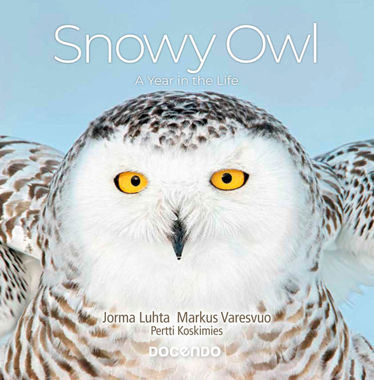 Snowy Owl – A Year in the Life